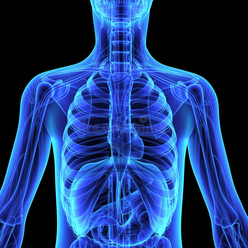 Anatomie humaine illustration stock