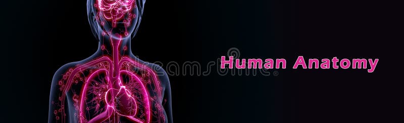 Anatomie humaine illustration de vecteur