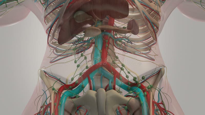 Anatomie humaine d'anatomie Rotation abdominale montrant différentes couches de structure d'os, de système vasculaire, d'organes illustration libre de droits