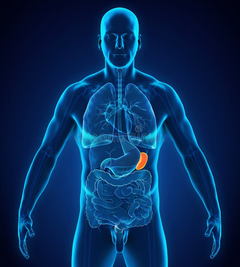 Anatomie humaine de rate illustration stock. Illustration du bandeau