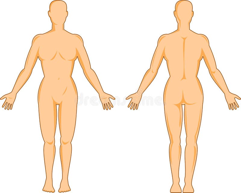 Anatomie humaine femelle