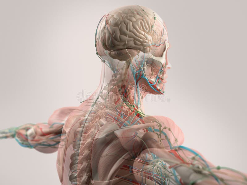 Anatomie humaine montrant le visage, la tête, les épaules et le dos illustration de vecteur Anatomie humaine montrant le visage, la tête, les épaules et le dos illustration de vecteur