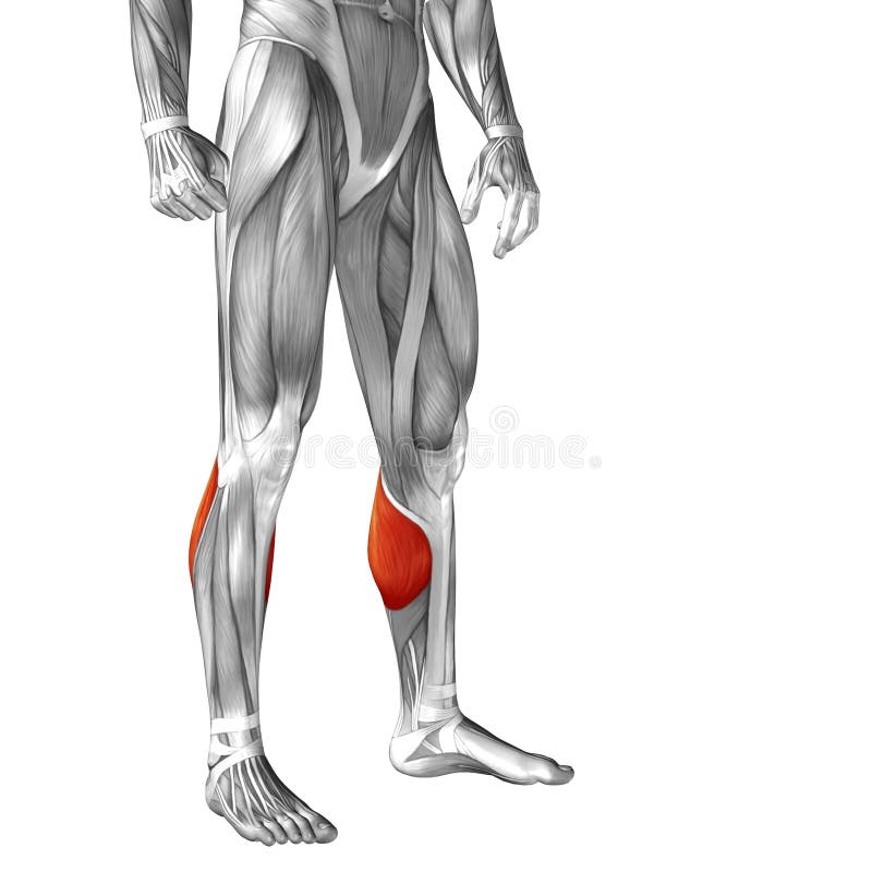 Anatomie inférieure avant humaine conceptuelle de muscle de la jambe 3D illustration stock Anatomie inférieure avant humaine conceptuelle de muscle de la jambe 3D illustration stock