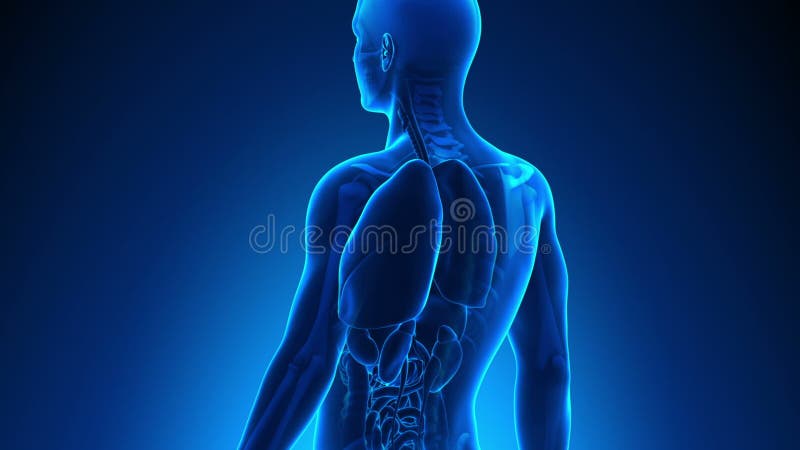 Anatomie masculine - Cœur humain illustration libre de droits