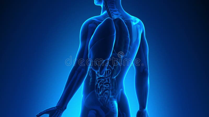 Anatomie masculine - Foie humain illustration de vecteur