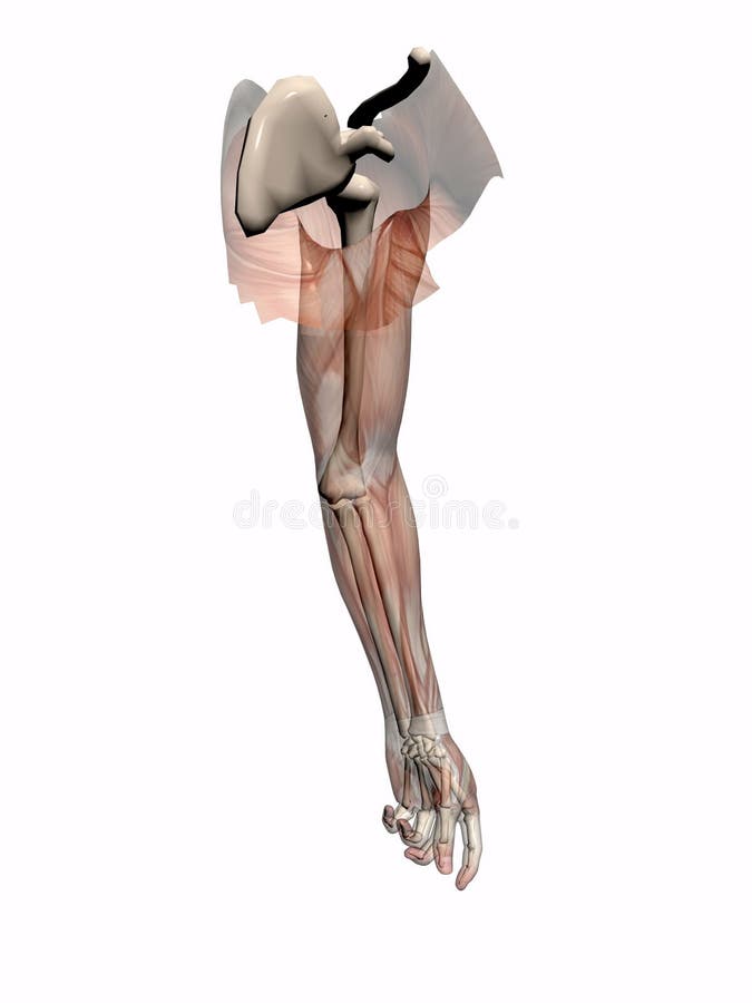 Anatomie un bras transparant avec le squelette. illustration stock Anatomie un bras transparant avec le squelette. illustration stock