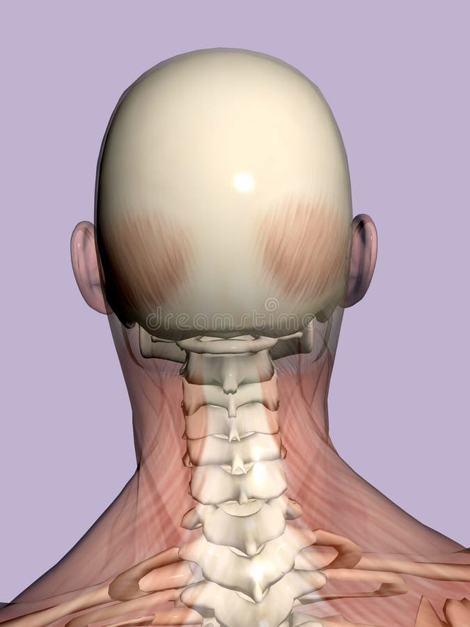 Anatomie une tête, transparant avec le squelette. illustration libre de droits Anatomie une tête, transparant avec le squelette. illustration libre de droits