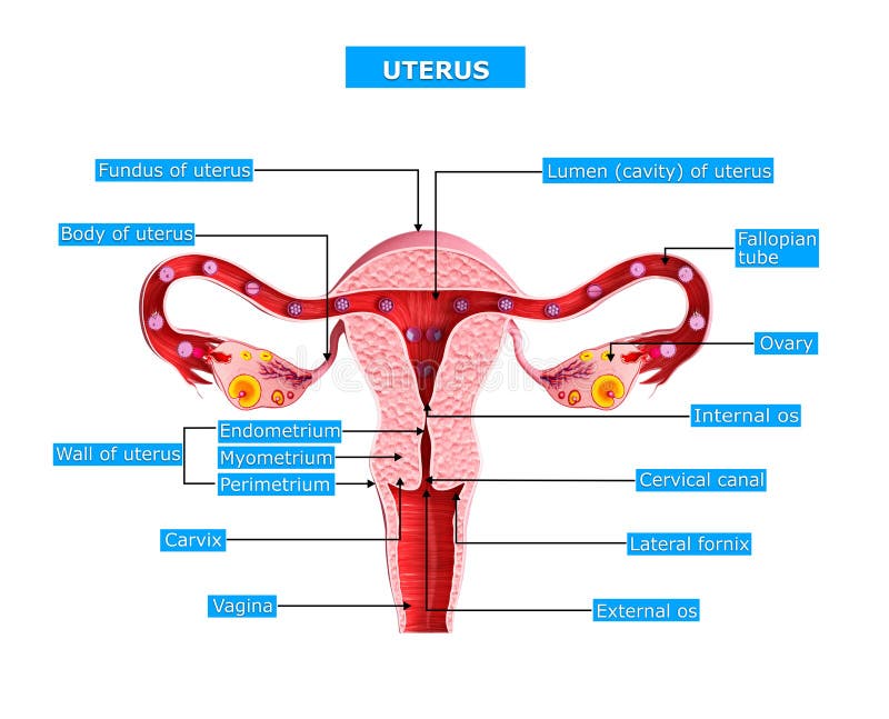 Anatomie van baarmoeder vector illustratie Anatomie van baarmoeder vector illustratie