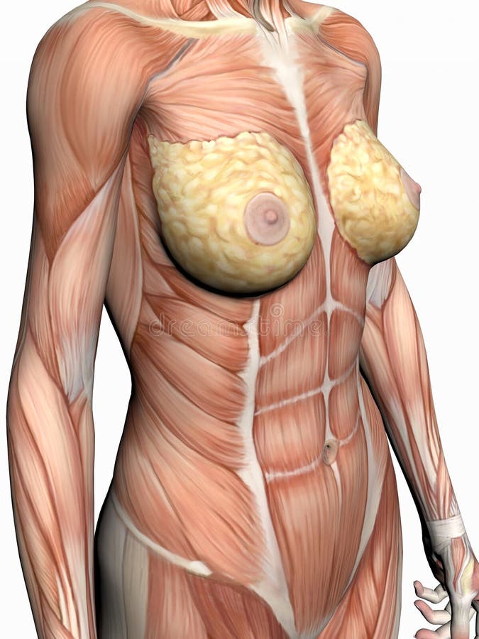 Anatomie van een vrouw. vector illustratie Anatomie van een vrouw. vector illustratie