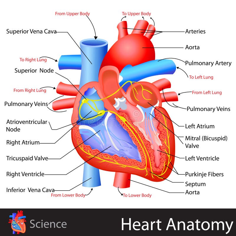 Anatomie van Hart vector illustratie Anatomie van Hart vector illustratie
