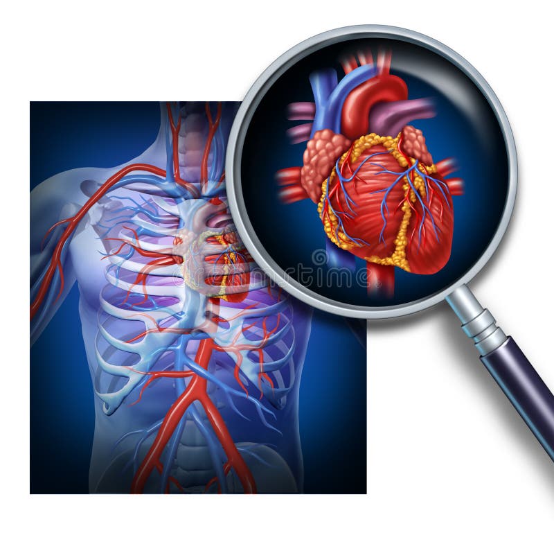 Anatomie van het Menselijke Hart vector illustratie Anatomie van het Menselijke Hart vector illustratie