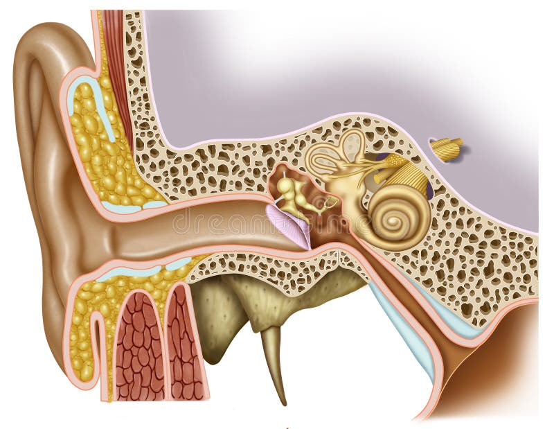 Anatomie van het oor