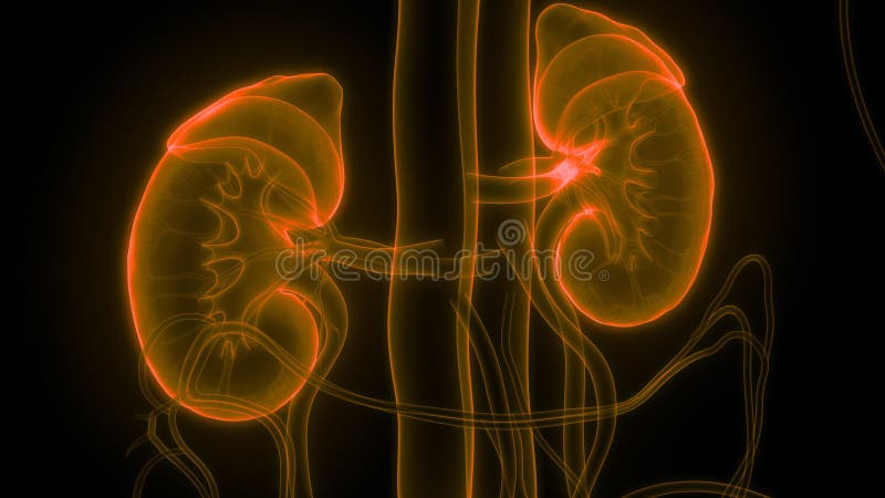 Anatomie van het Systeemnieren van menselijk Lichaamsorganen de Urine vector illustratie Anatomie van het Systeemnieren van menselijk Lichaamsorganen de Urine vector illustratie
