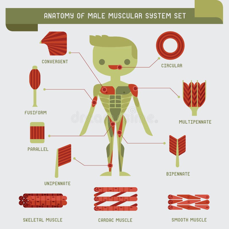 Anatomie van mannelijk spiersysteem vector illustratie Anatomie van mannelijk spiersysteem vector illustratie