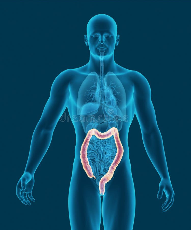Anatomie van menselijke dubbelpunt met spijsverteringsorganen 3d illustratie vector illustratie Anatomie van menselijke dubbelpunt met spijsverteringsorganen 3d illustratie vector illustratie