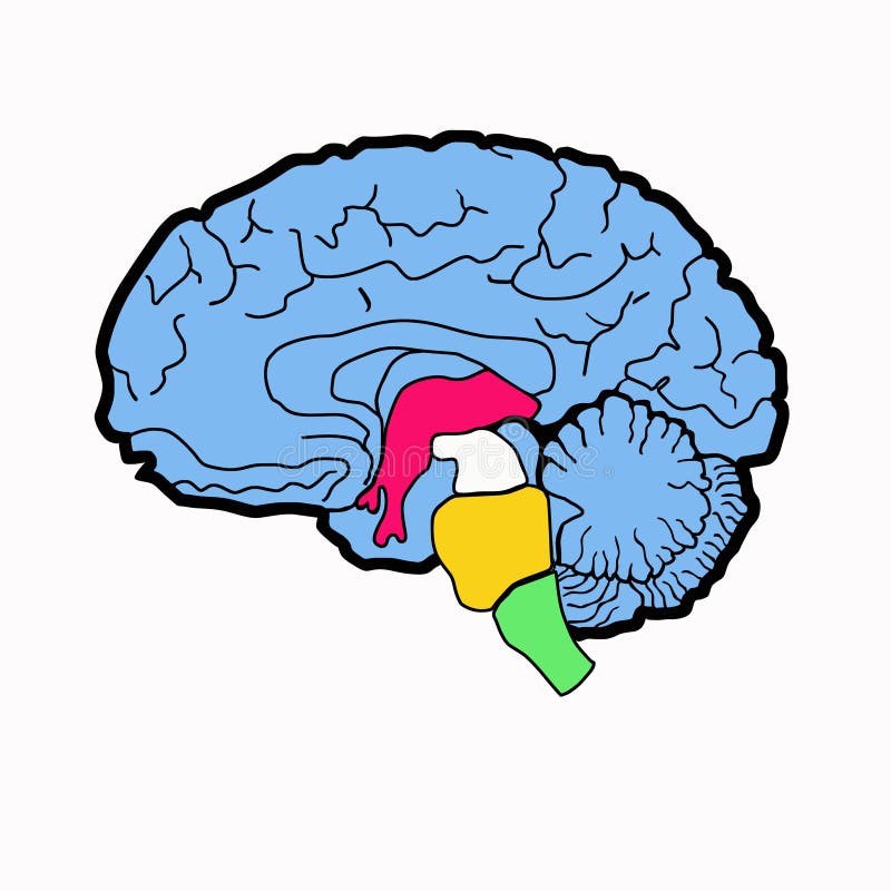 Bright drawing of the brain, head anatomy. Bright drawing of the brain, head anatomy