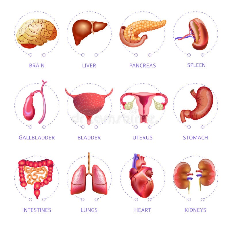 Anatomieikonen des Vektors der inneren Organe des menschlichen Körpers medizinische lokalisierte Ebene eingestellt stock abbildung Anatomieikonen des Vektors der inneren Organe des menschlichen Körpers medizinische lokalisierte Ebene eingestellt stock abbildung