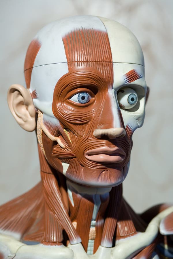 anatomii istoty ludzkiej model obrazy stock anatomii istoty ludzkiej model obrazy stock