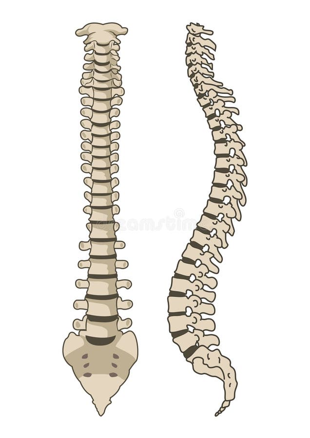 anatomii ludzki kręgosłupa system royalty ilustracja anatomii ludzki kręgosłupa system royalty ilustracja