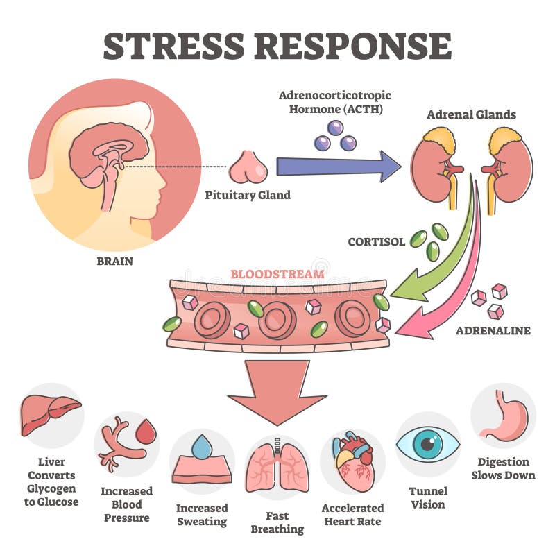 Anatomische stressreactie met concept overzicht van de binnenreactie van het lichaam