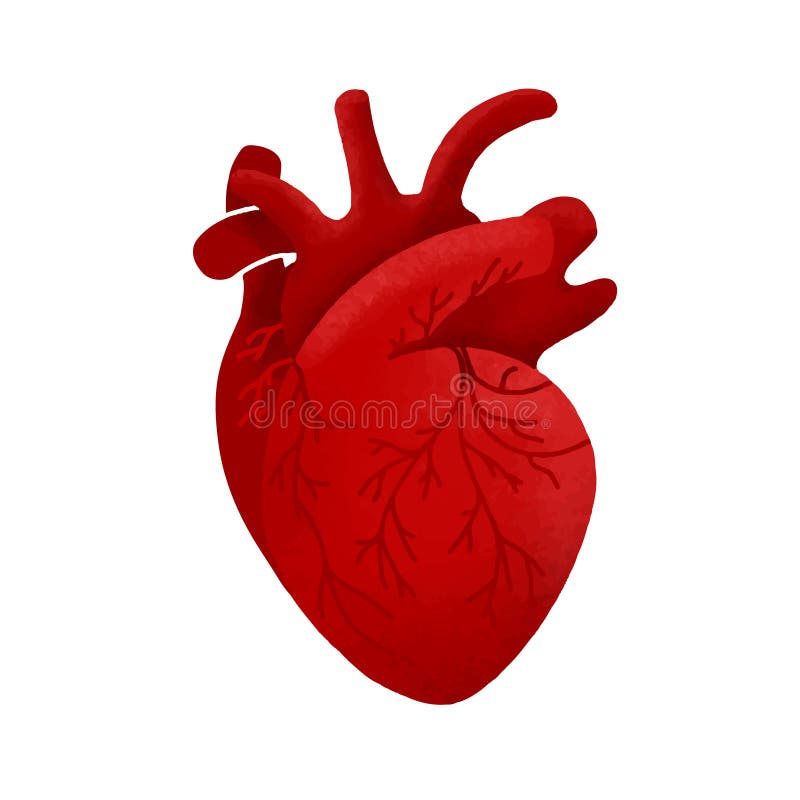 Anatomischer menschlicher Herzkarikaturentwurf Medizinische gesunde Schablonenikone stock abbildung Anatomischer menschlicher Herzkarikaturentwurf Medizinische gesunde Schablonenikone stock abbildung
