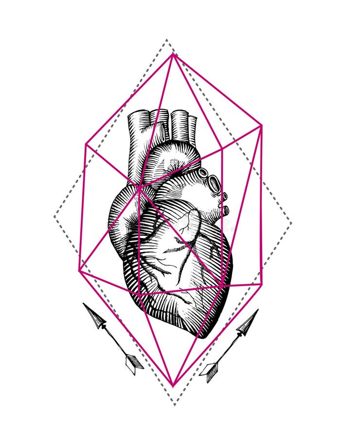 Anatomisk hjärta för illustration