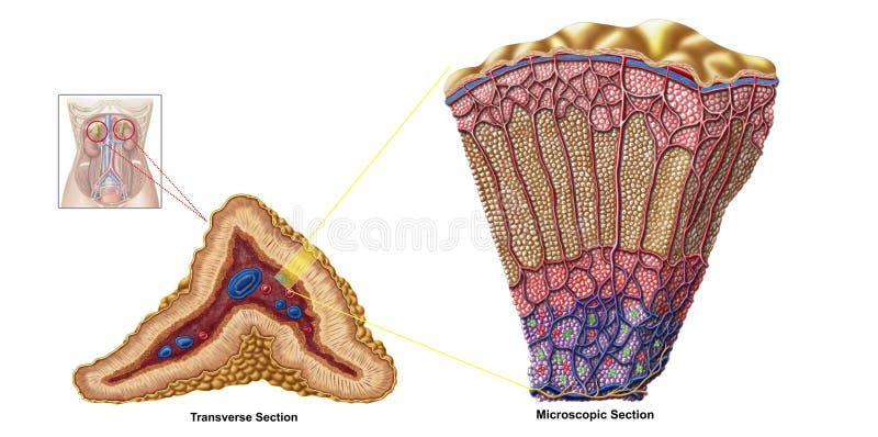 Anatomy of adrenal gland, cross section. stock illustration