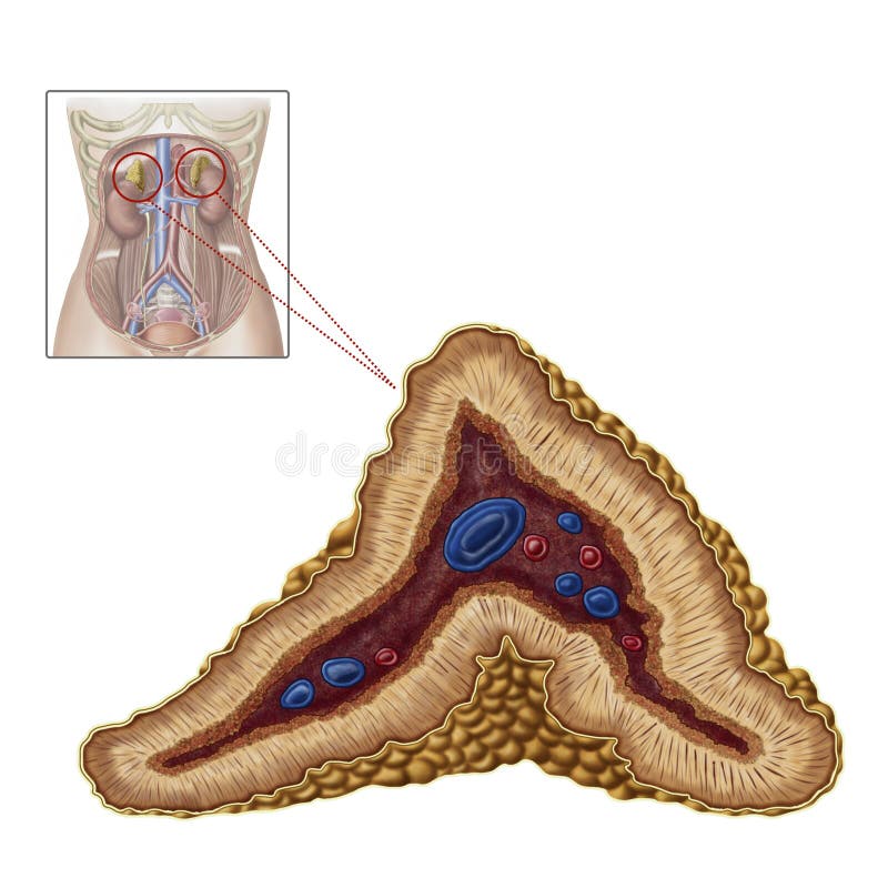 Anatomy of adrenal gland, transverse section. royalty free illustration