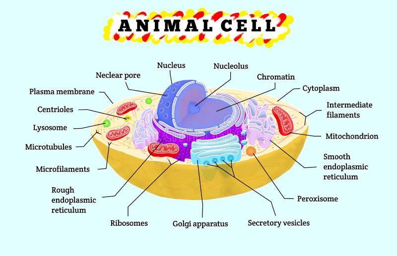 Anatomy of animal cell stock illustration. Illustration of lysosome -  222843244
