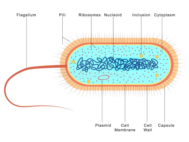 fflossmann.de