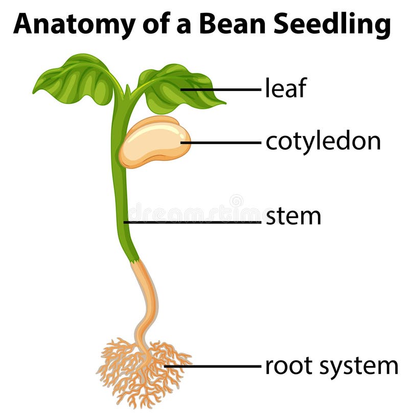 Bean Seed Growth Chart