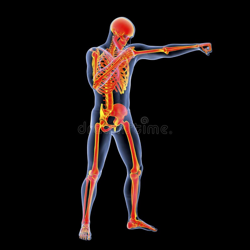 Anatomy of Boxing Sport, 3D Illustration Stock Illustration ...