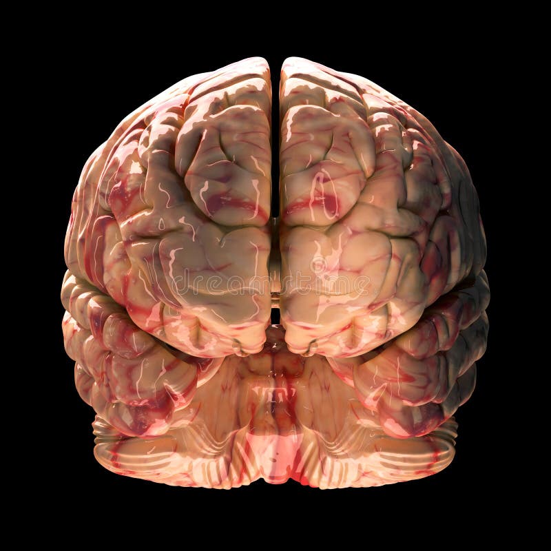 Anatomy Brain - Back View stock illustration. Illustration of animal