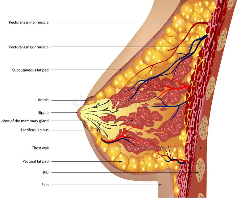 Что находится внутри женской груди Surgical Woman Stock Illustrations - 8,449 Surgical Woman Stock Illustrations, V
