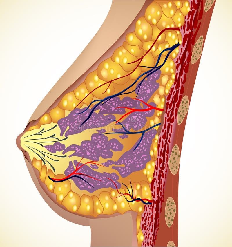 Female Chest Breast Anatomy And Physiology Structure Detailed Colorful  Diagram On A White Background Royalty Free SVG, Cliparts, Vectors, and  Stock Illustration. Image 108860857.