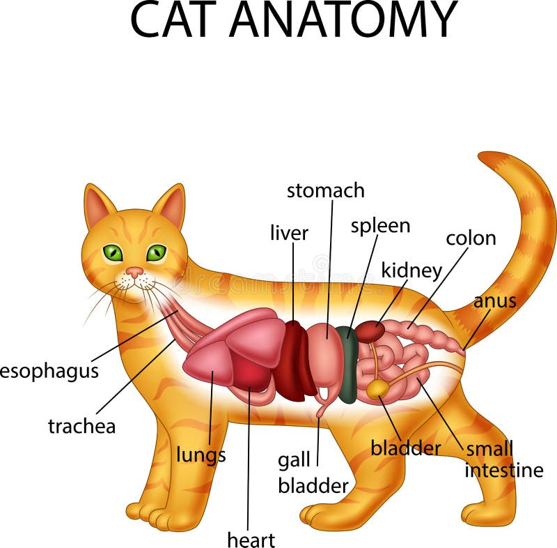 Cat Anatomy Stock Illustrations – 2,566 Cat Anatomy Stock