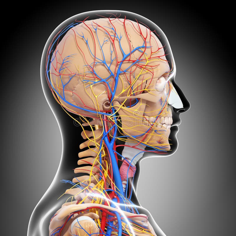 Anatomy Of Circulatory System Of Brain Stock Illustration