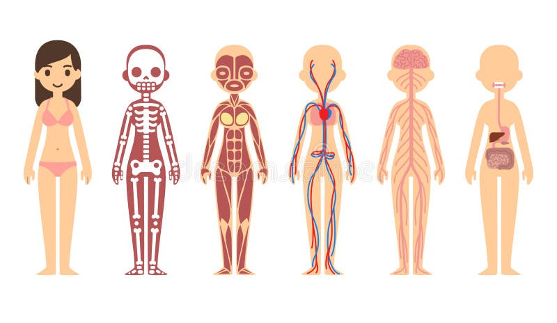 Body Muscles Chart Female