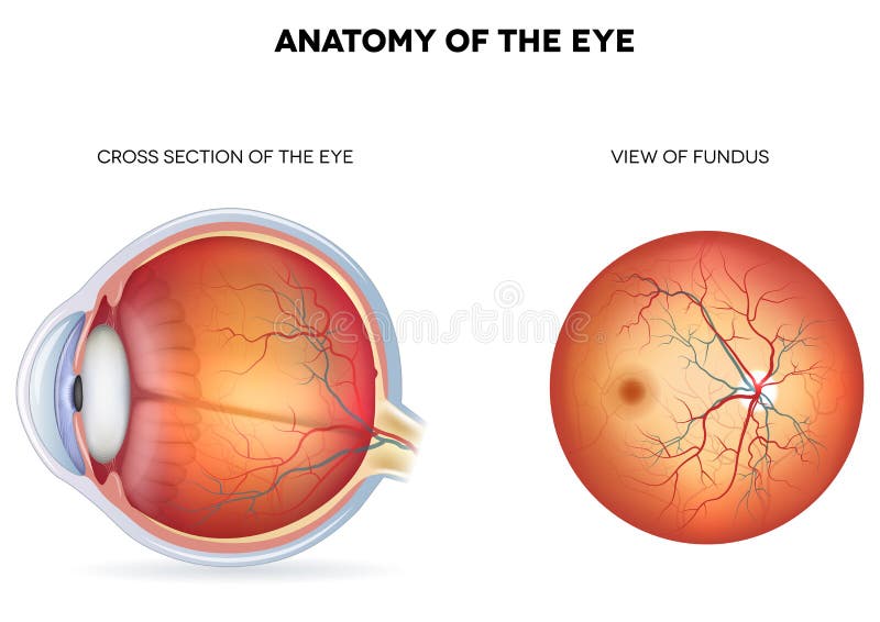Anatomy of the eye, cross section and view of fundus. Detailed illustration. Normal cross vectors