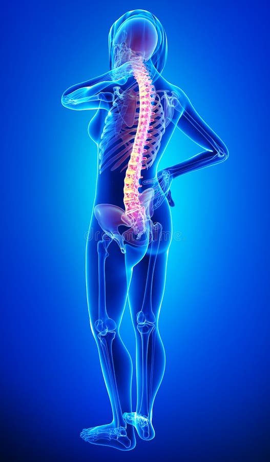 female back anatomy