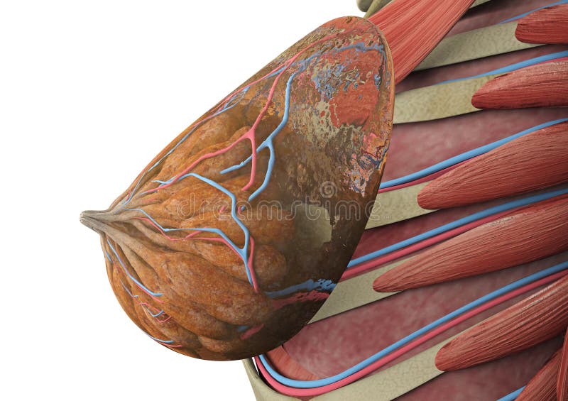 Female Anatomy - Mammary Glands Stock Illustration - Illustration of