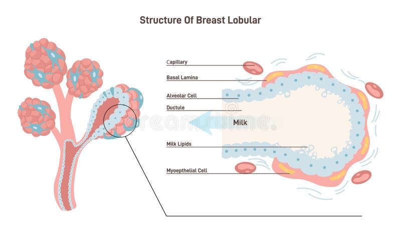 Anatomy Female Breast Side View Structure Milk Ducts Lobules Mammary Stock  Vector by ©Sakurra 619245718