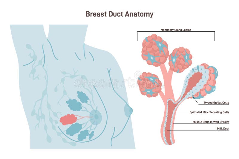 Anatomy of the Female Breast. Mammary Gland Duct and Lobule Structure Stock  Vector - Illustration of cell, structure: 274638100