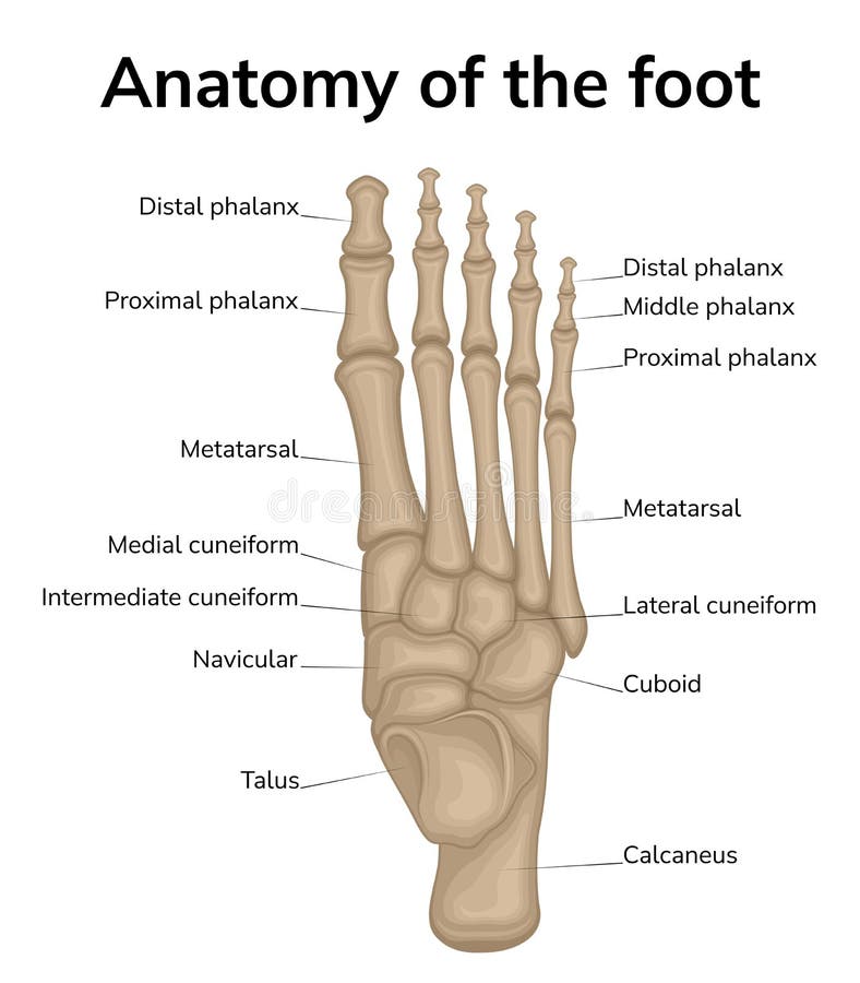 Anatomy of the foot stock vector. Illustration of tarsus - 244128197