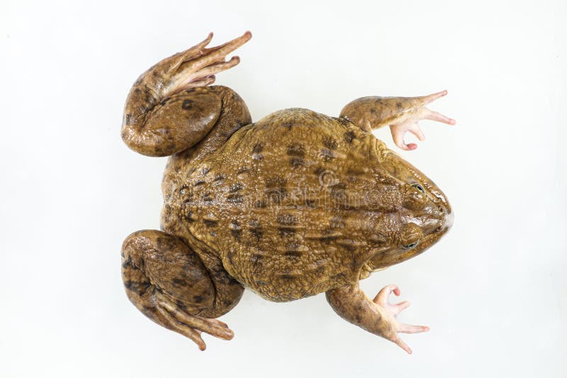 Anatomy frog and Respiratory system of frog in laboratory. stock photography.