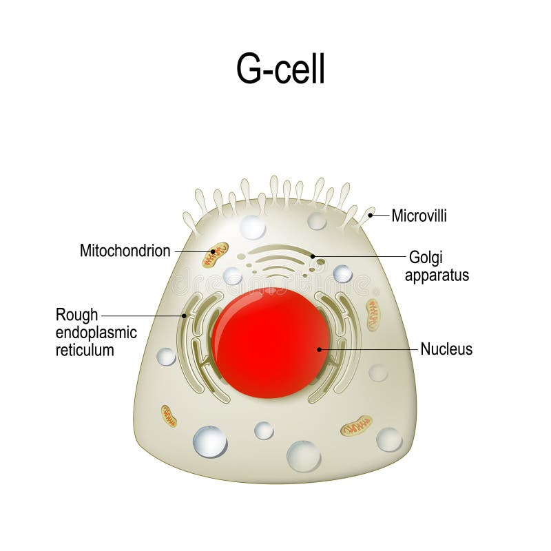 Anatomy of a G-cell. gastrin stock illustration Anatomy of a G-cell. gastrin stock illustration