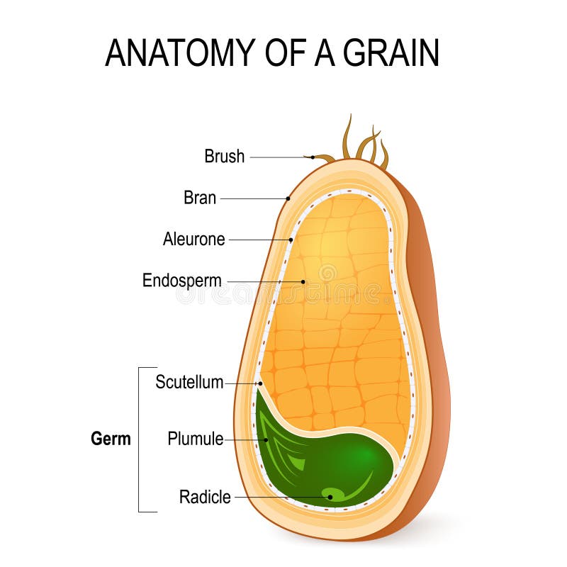 Anatomy of a grain. inside the seed.