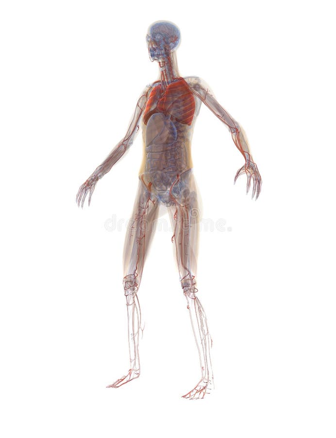 Anatomy Head stock illustration. Illustration of dark - 29068931