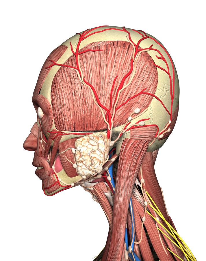 Anatomy Of Head Side View 3D Rendering Stock Illustration