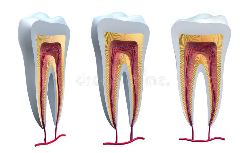 Anatomy of healthy teeth in details vector illustration Anatomy of healthy teeth in details vector illustration